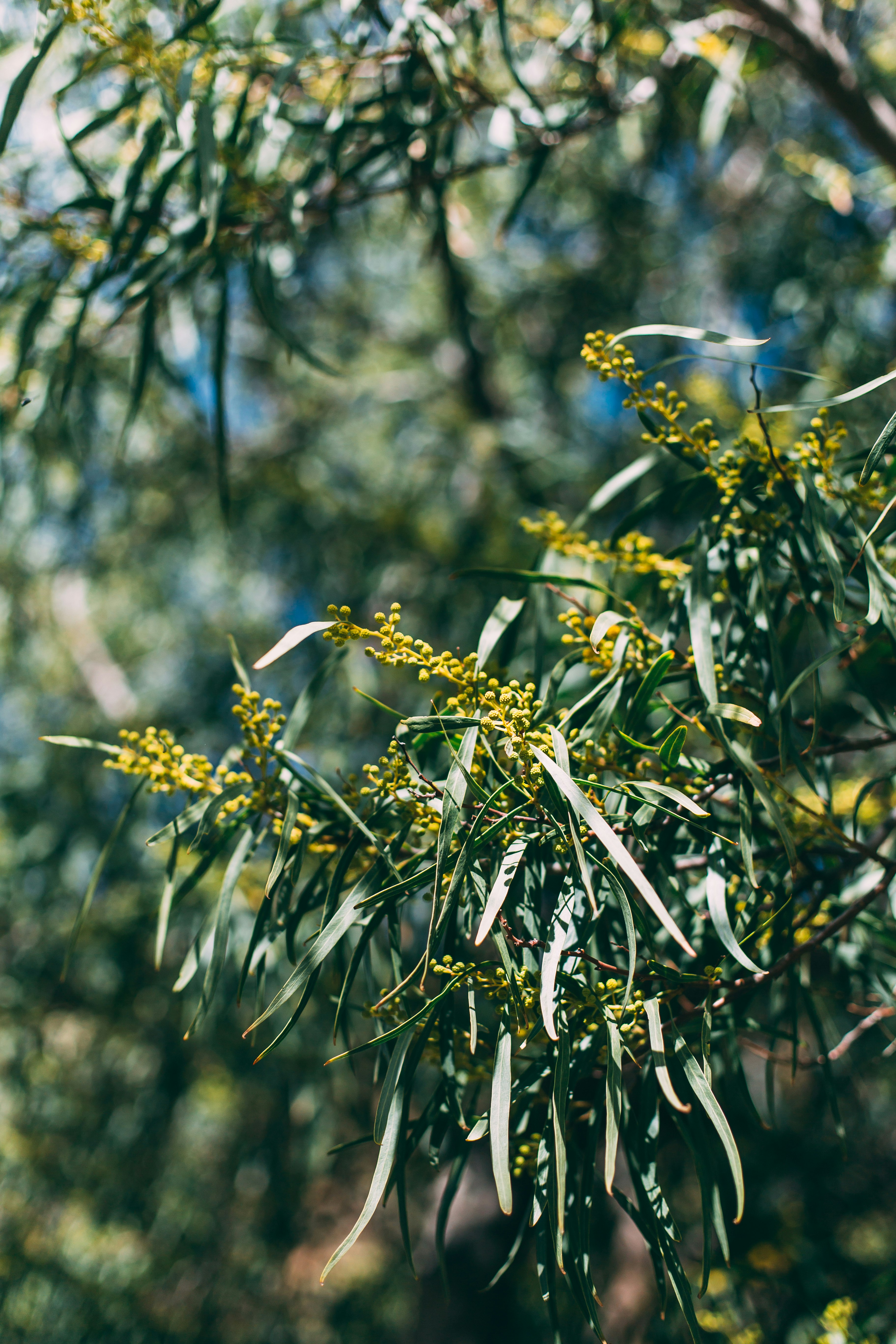 green leaf plant